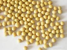 Soybean / Soybean Meal