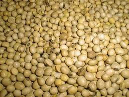 soya beans