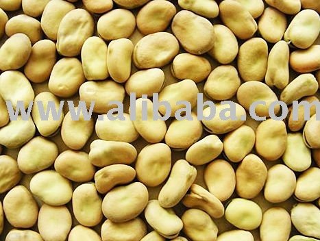 Broad Beans