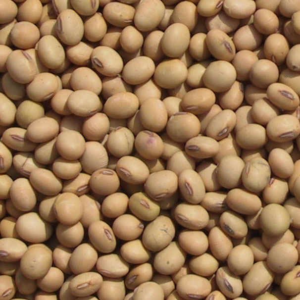 Sell  Soya   Beans  No.2 For Human Consumption Grade, Color Yellow
