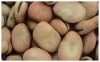 BROAD BEANS