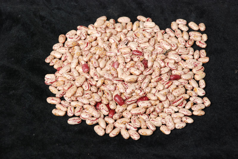Ethiopian Red speckled kidney Beans