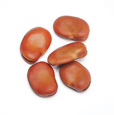 FAVA BEANS, EXTRA LARGE