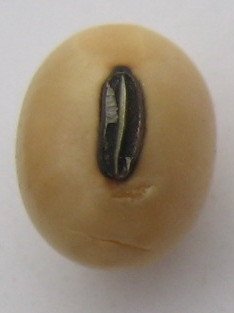 Free GMO Soybeans no detected at 0,01%. Quality Premium for human food