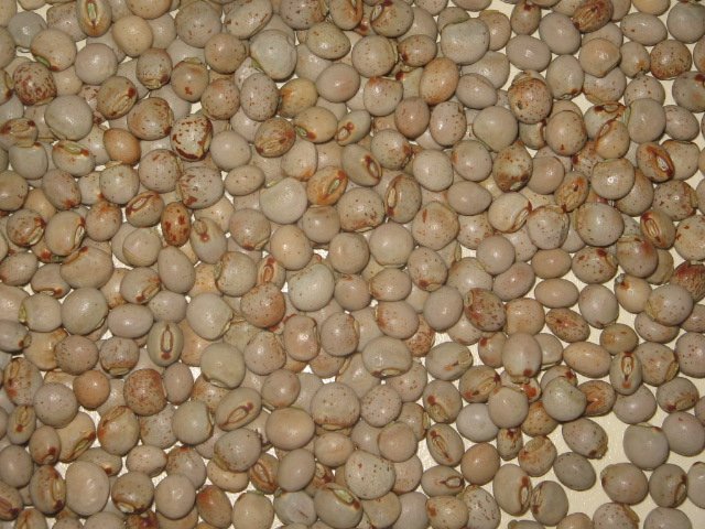 Pigeon Pea