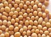 SOY BEANS, WHITE KIDNEY BEANS, BLACK BEANS, RED BEANS, MUNG BEANS AND LENTILS