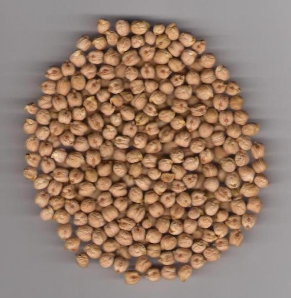 Chickpeas (Humus) Beans