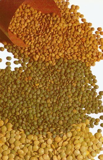 GREEN  AND RED LENTILS AVAILABLE IN LARGE QUANTITIES