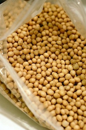  soybean s manufacturer and exporters