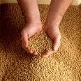  soy   beans  for sale