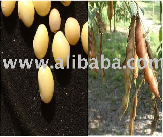 PIGEON PEAS