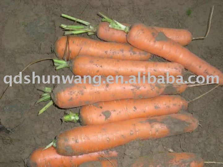 2011 chinese fresh farm carrot 150g