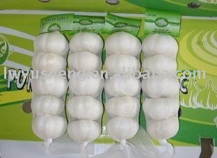 fresh garlic from China