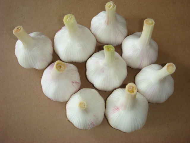 the high quality fresh garlic