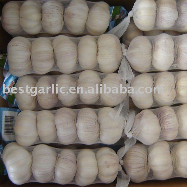 Red Garlic from Jinxiang China