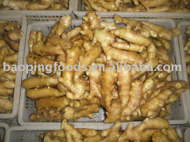 chinese fresh ginger