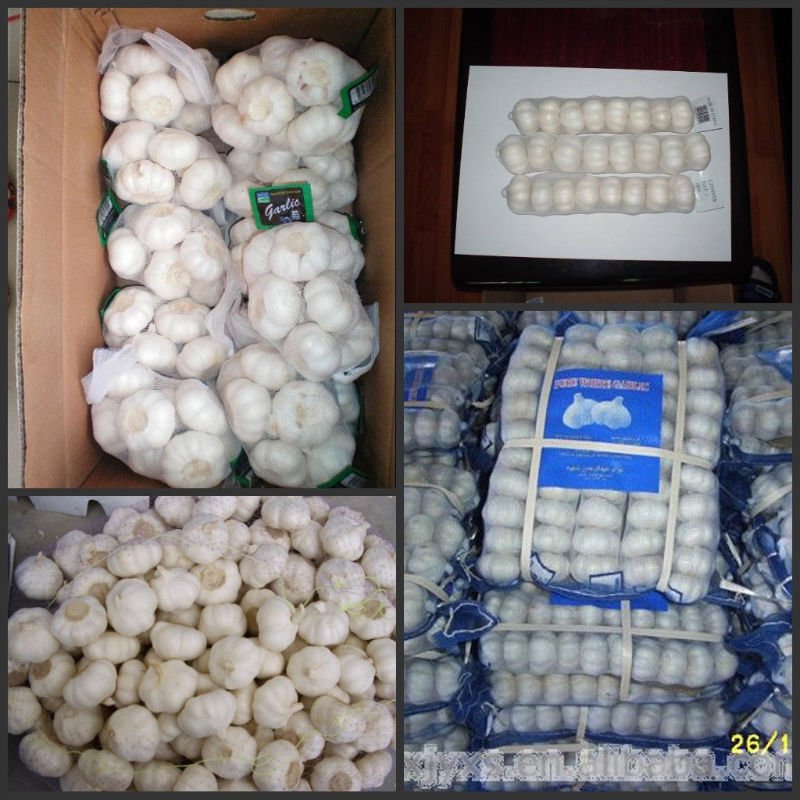 Jingxiang  Normal White  Garlic