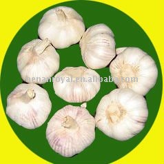 Normal White Fresh Garlic