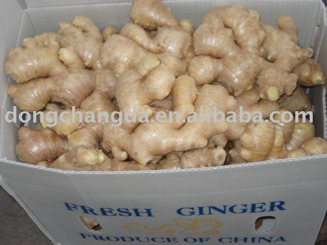 2011  new   fresh   ginger 