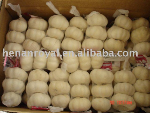 Normal white garlic