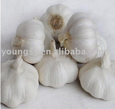 Fresh Garlic (Higher Nutritional Value)
