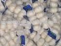 fresh  Garlic of 2011