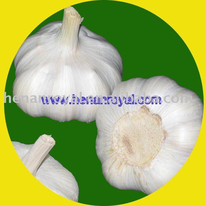 Chinese Fresh Pure White Garlic