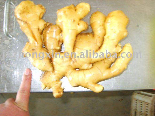 organic  chinese fresh  ginger size 250g up