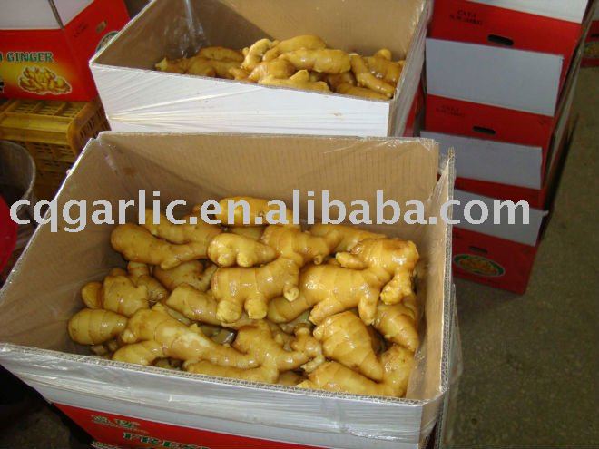 2011 New Washed Fresh Ginger