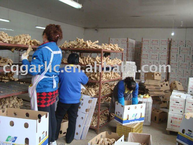 2011 New Fresh  Air Dried Ginger
