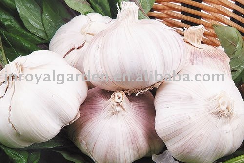 Normal white garlic from China