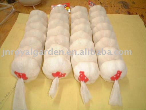 Normal white garlic