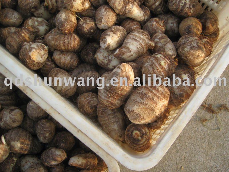top chinese fresh big taro root 80g