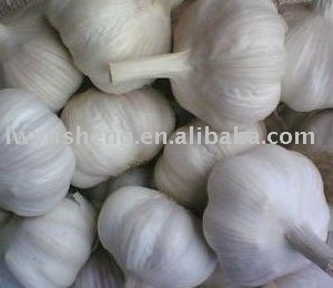 normal white garlic from China