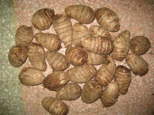 chinese fresh vegetable taro rectangular