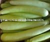  fresh  bottle  gourd 