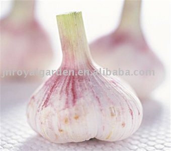 New crop  Normal   white   garlic (5.0cm,5.5cm)