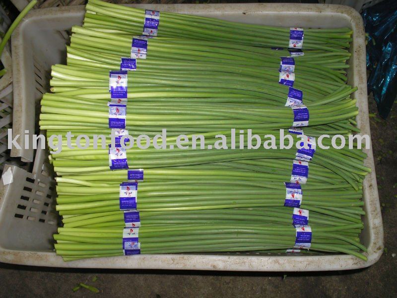 2011 garlic sprout,China jinxiang price supplier - 21food