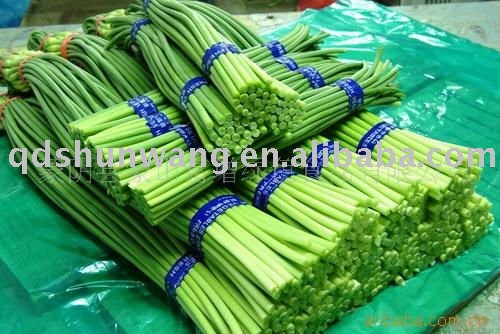 supply long garlic shoot for large quantity