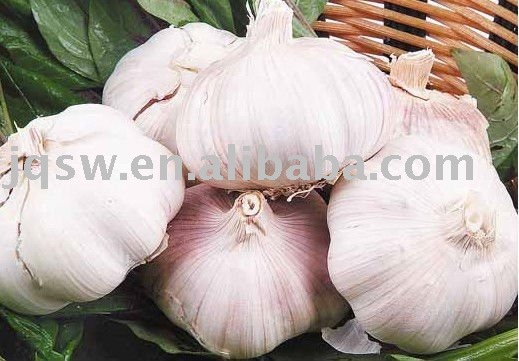 Best Quality 2011 New Crop Fresh  Garlic  of  Shangdong 