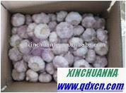 fresh garlic from china