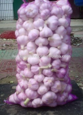 normal white garlic approved by haccp and gap