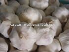 5cm  fresh normal white garlic 10 kg mesh bag packing