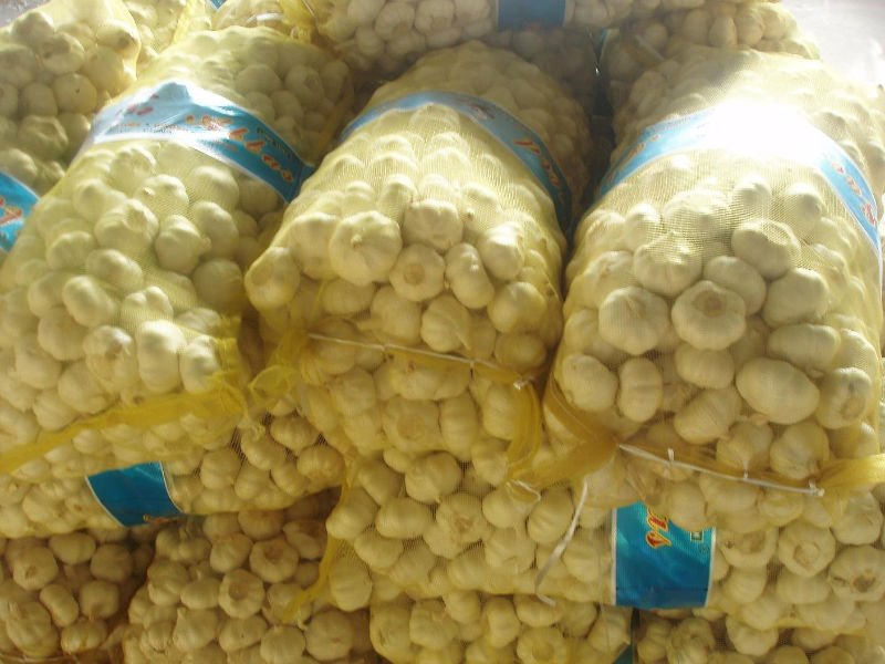 fresh normal white garlic
