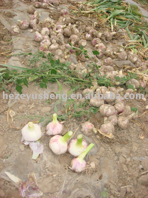 fresh china garlic approved by haccp ,gap