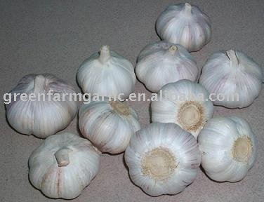 2011 Greenfarm  Top   Quality    Garlic  New Corps