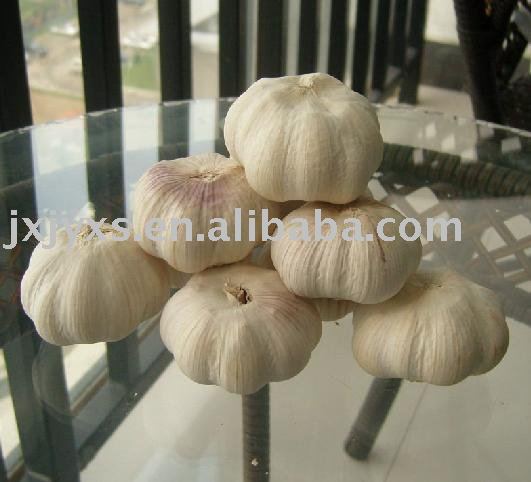Low Price Garlic