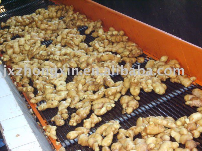 2010 new   fresh ginger size 150g up