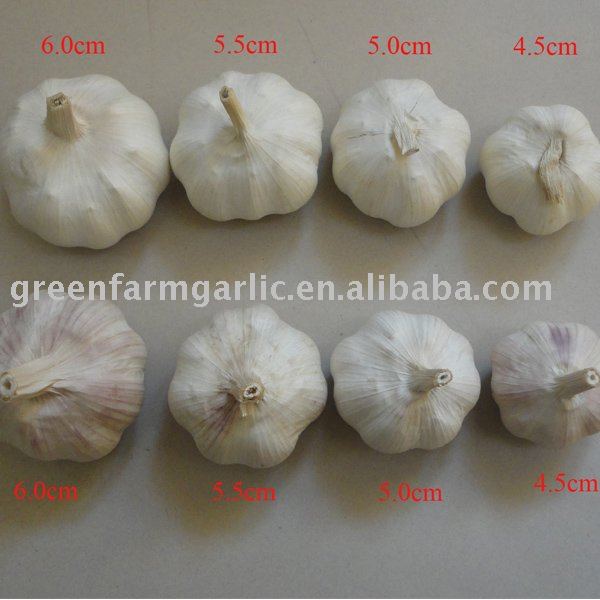 Jinxiang  5.0-5.5cm Pure White Garlic Fresh