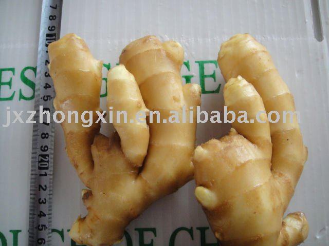 2010 crop chinese spices fresh ginger size 100g up